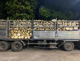 Quy trình thu mua và sản xuất phôi cao su xẻ sấy
